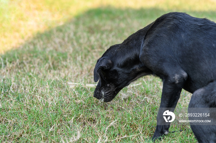 Black domestic dog are vomit mucus