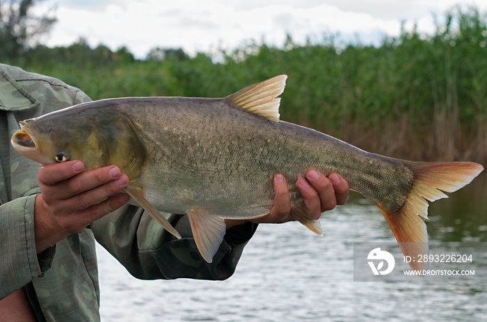 Large silver carp fisherman in his hand on the background of the pond with reeds