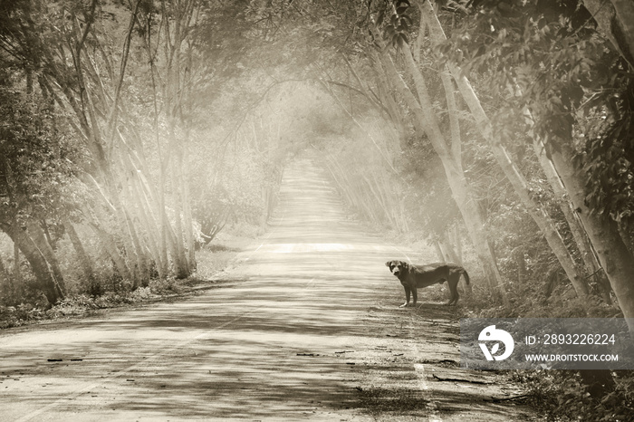 冬天，一只孤独的狗站在薄雾中的路上