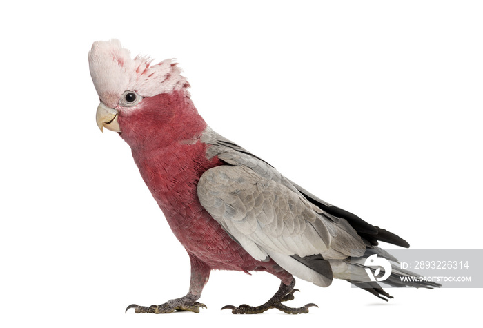 Rose-breasted Cockatoo (2 years old) isolated on white