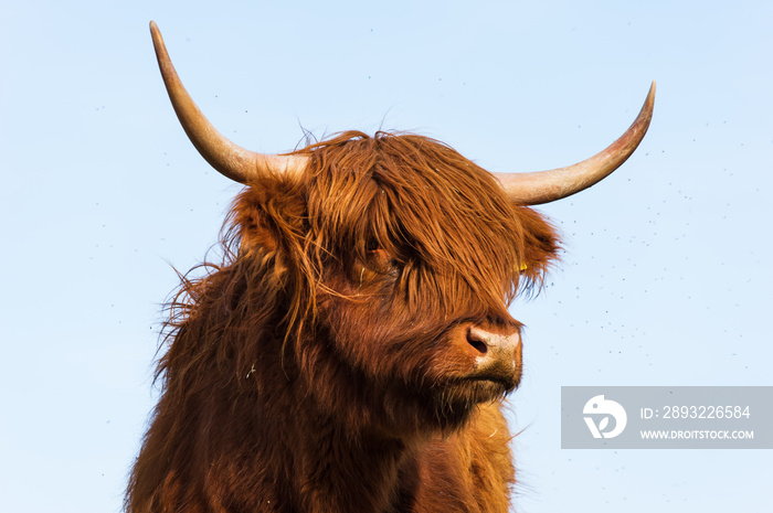 春天，苏格兰高地牛站在草地上