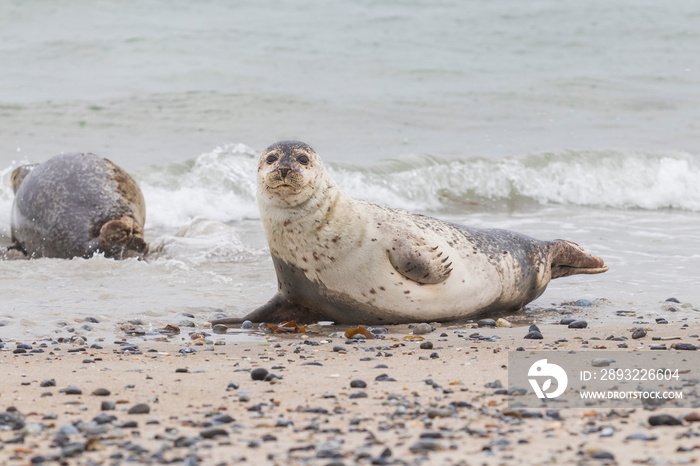 Phoca vitulina - Harbor Seal - on the beach and in the sea on the island of Dune in Germany. Wild fo