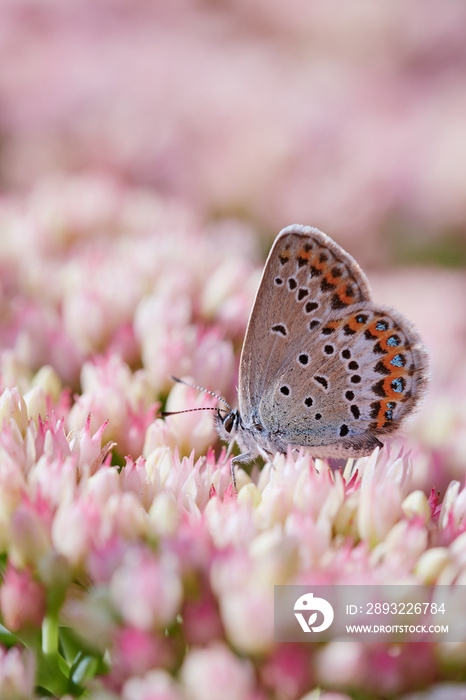 Idas蓝蝴蝶（Plebejus Idas）坐在夏天的粉色花朵上