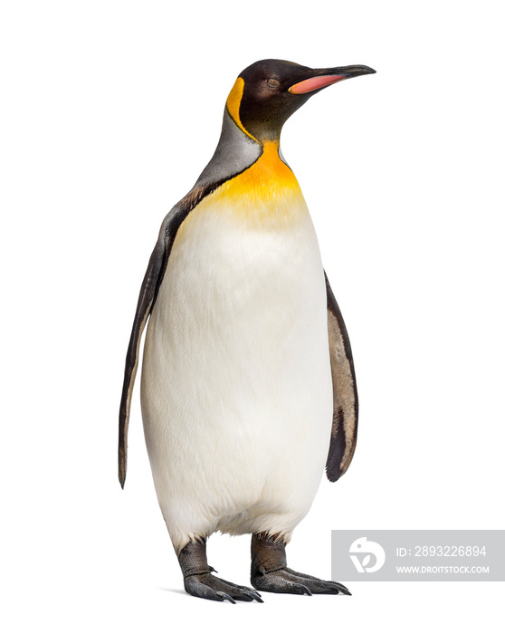 King penguin standing in front of a awhite background