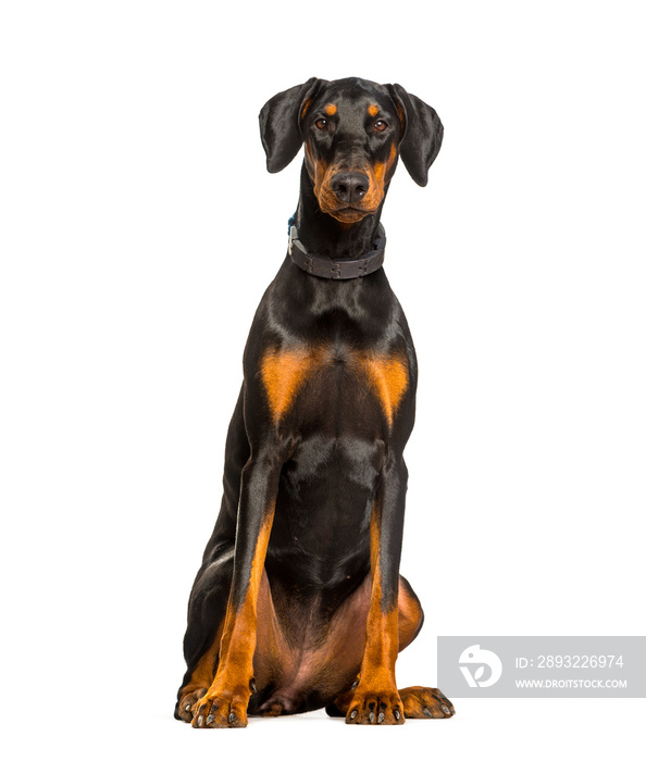 Doberman dog sitting against white background