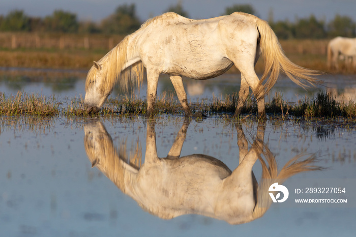 Yegua camarguesa (Equus ferus caballus) pastando sobre el agua en el Parc Natural dels Aiguamolls de