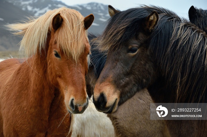 Icelandic horses in Iceland playing and loving