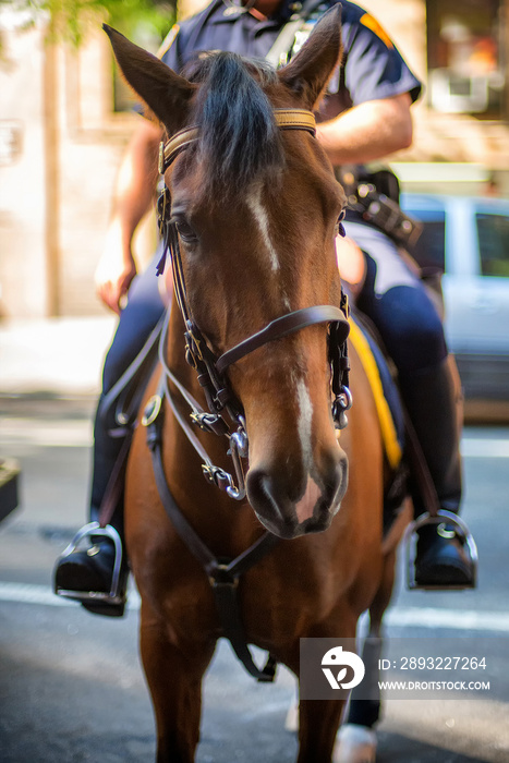 纽约市骑着马的警察