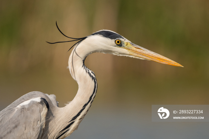 Grey heron (ardea cinerea)