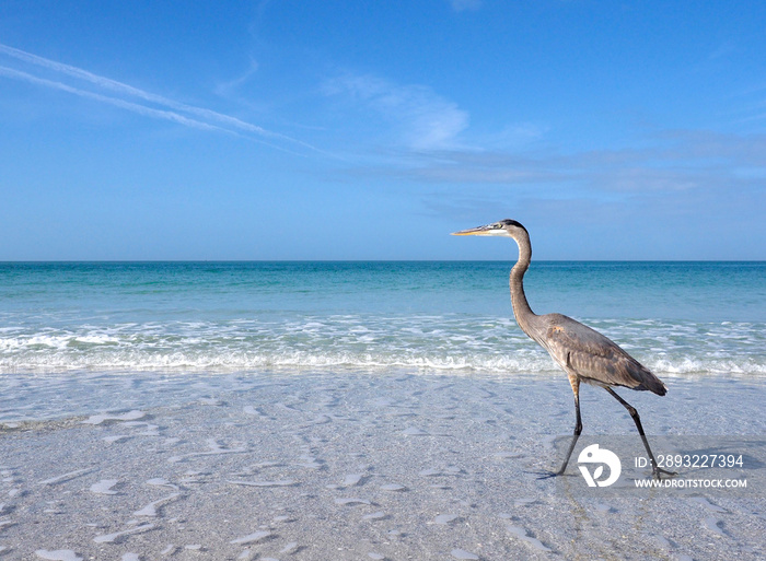 大蓝鹭（Ardea herodias）在浅水中行走，在圣彼得海滩起飞。