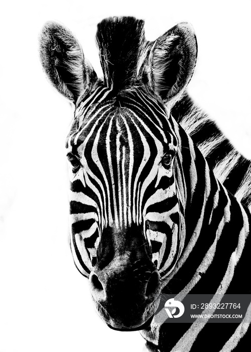 Black and White Zebra Portrait on a white background