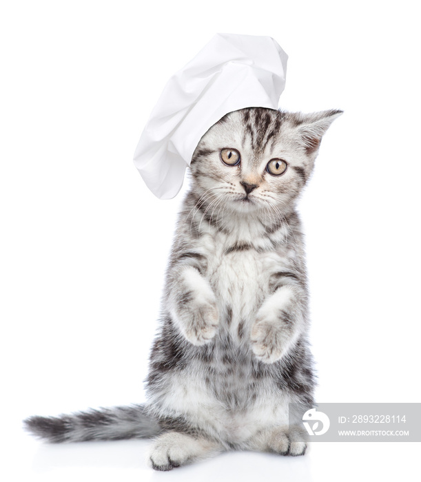 戴着厨师帽的小猫看着镜头。被隔离在白色背景下