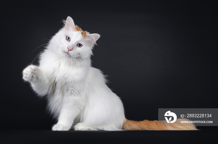 Handsome senior Turkish Van cat, sitting side ways with one paw playfully up. Looking towards camera