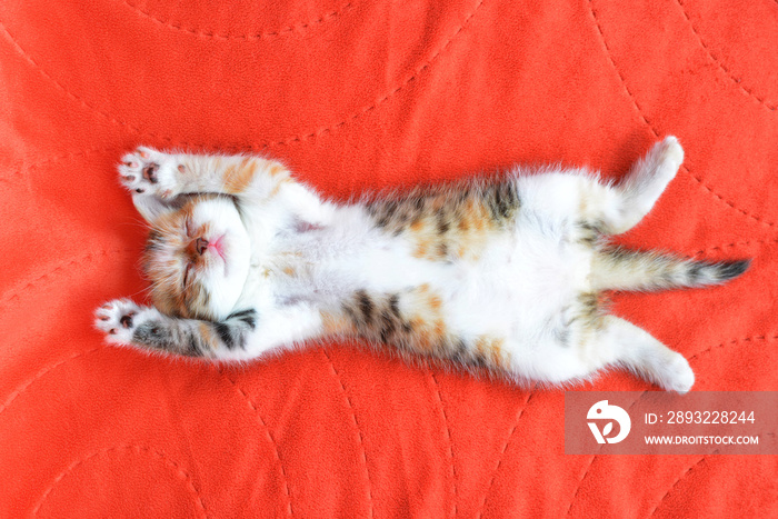 睡在红色毯子上的小猫