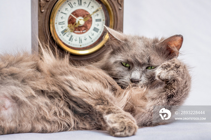 A fluffy lazy cat lies near the clock. Its time to get up and go to work_