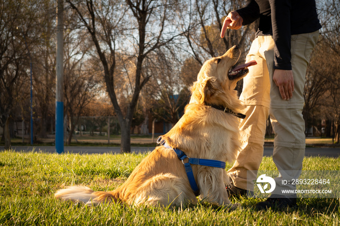 金毛寻回犬户外训练流程