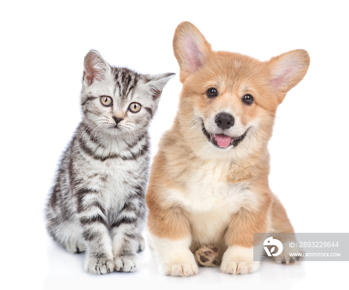 Happy corgi puppy with open mouth and sad tabby kitten together. isolated on white background