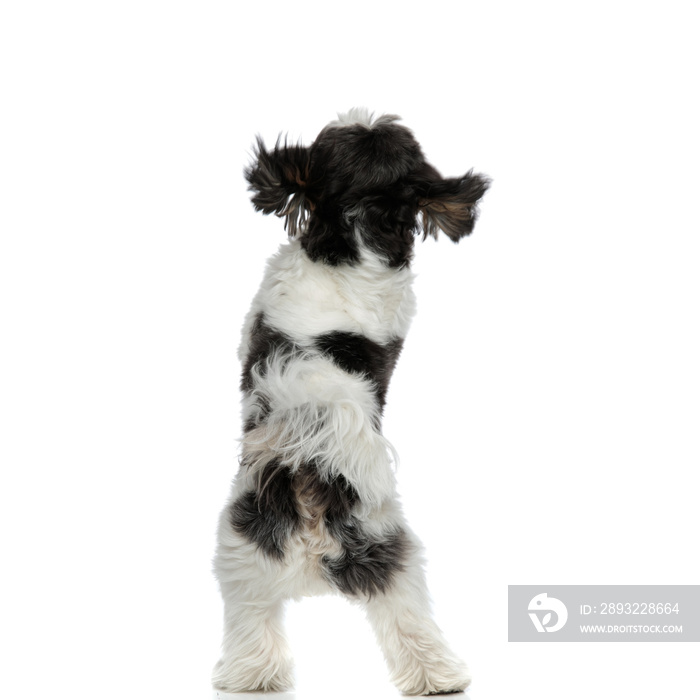 back view of furry shih tzu standing on back paws