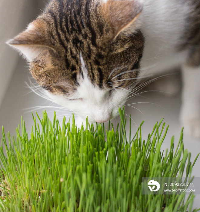 猫的维生素-发芽的燕麦。毛茸茸的猫吃着新鲜的绿草，情绪滑稽，表演
