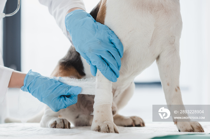 兽医在诊所包扎狗爪的裁剪图像