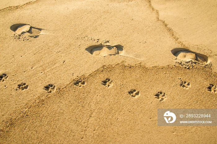 Spur am Strand, Fußgänger mit Hund