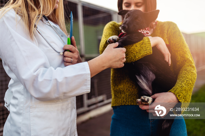 兽医在动物收容所检查狗的健康状况。