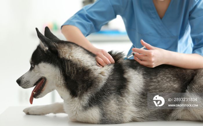 兽医在诊所为哈士奇犬接种疫苗