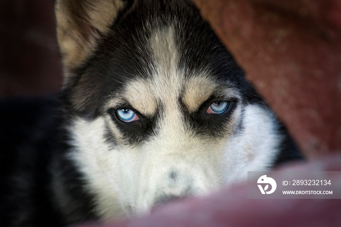 西伯利亚哈士奇犬的蓝眼睛，狼的眼睛在黑暗的背景下看起来愤怒或期待。妈妈