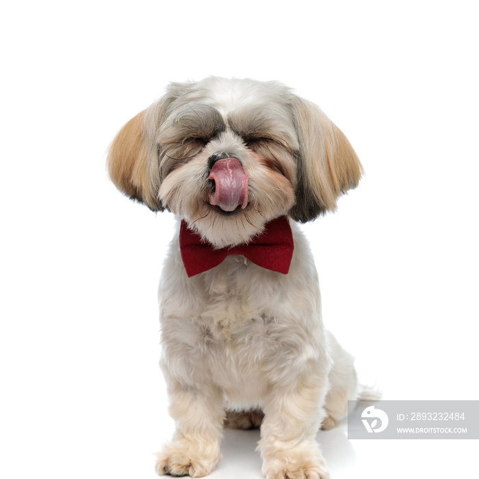 Dreaming Shih Tzu puppy wearing bowtie and licking its nose