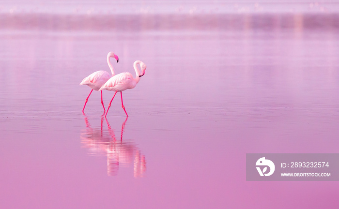 鸟类粉红色火烈鸟在塞浦路斯粉红色日落的湖面上漫步，美丽的浪漫概念