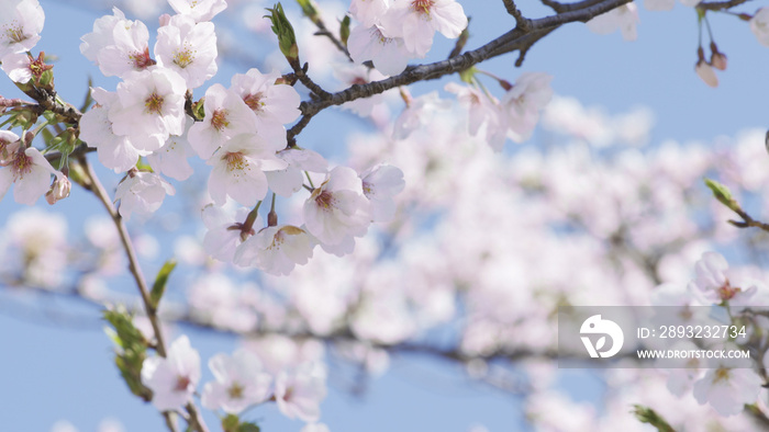 桜　ソメイヨシノ