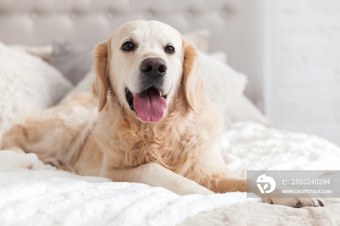 Happy smiling golden retriever puppy dog in luxurious bright colors classic eclectic style bedroom w