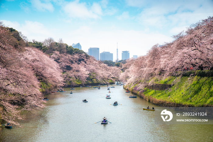 日本东京，人们划着皮划艇欣赏巨大的樱花树。照片