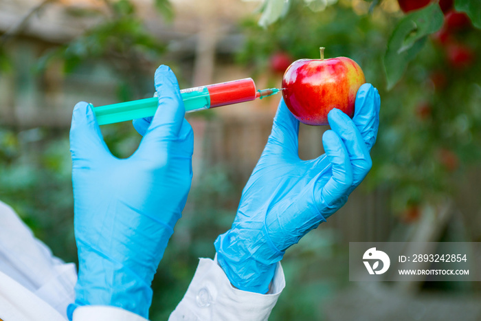 用注射器手持苹果果实，在苹果中加入红色化肥。转基因和害虫