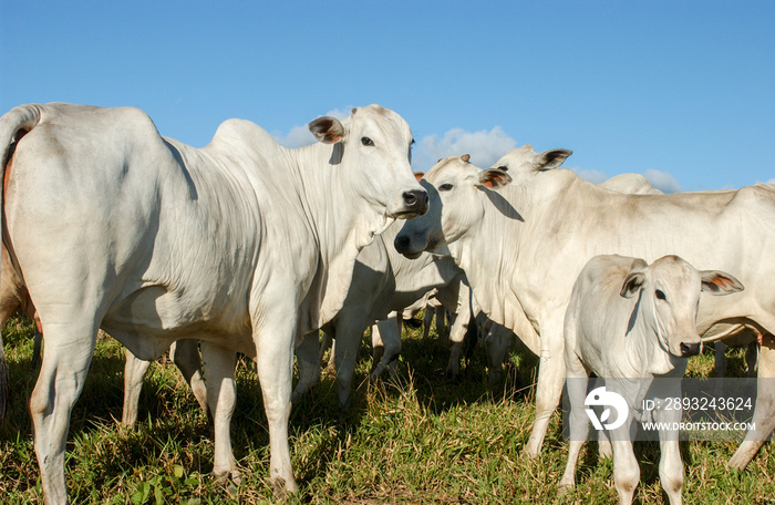 Nelore cattle in Bananeiras, Paraíba, Brazil.