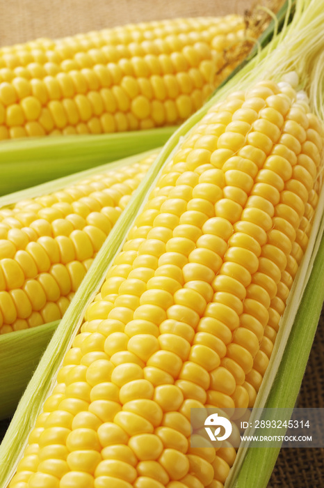 とうもろこし　Fresh yellow corn