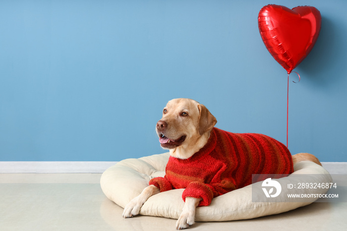 Cute Labrador dog with balloon lying in pet bed near blue wall. Valentines Day celebration