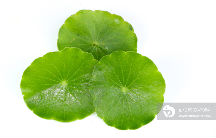 Gotu kola Close up