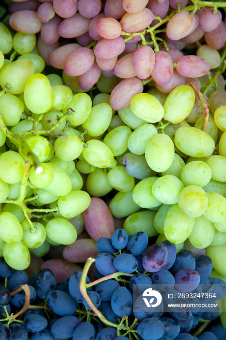 葡萄近景很多成熟的葡萄。浆果的质地作为背景。酒庄gra