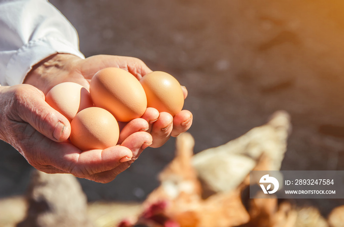 Chicken eggs in hands. Selective focus.