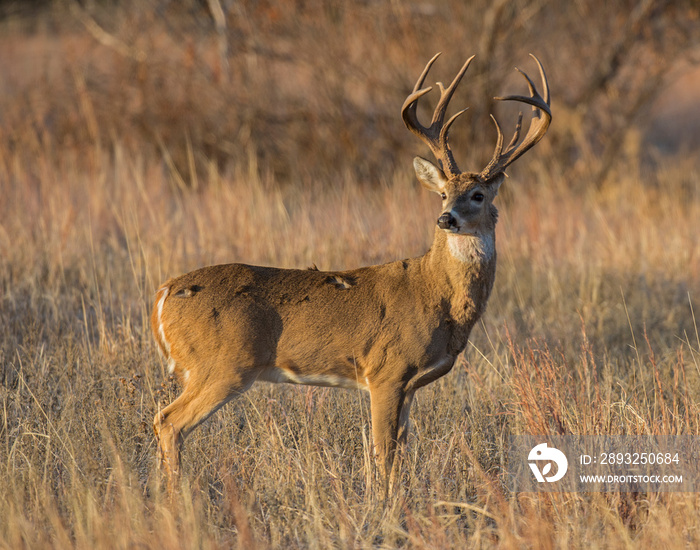 A White-tailed Deer Buck in the Wichita Mountains