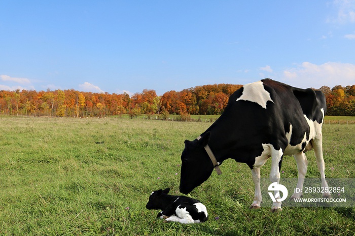 Holstein Cows checking on her newborn calf on a beautiful fall day with maple tree bush in full autu