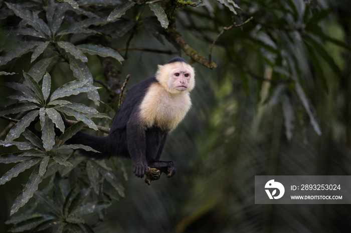 白脸卷尾猴，来自哥斯达黎加森林的美丽的棕色白脸灵长类动物。