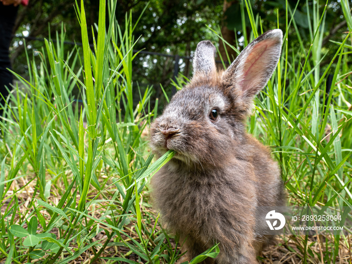 Cute little rabbit sitting on green grass in summer day. Easter day concept idea.