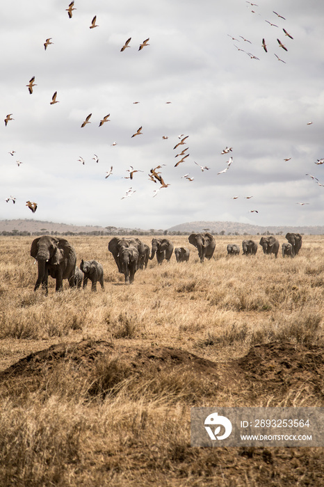 Group of elephants walking through the african savanna