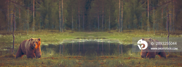 Big male bears walking in the bog for facebook cover background