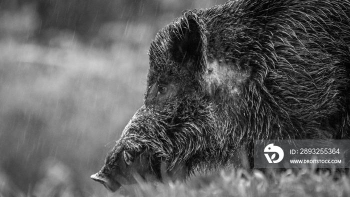 Close up of an isolated hairy wild bore in the forest during winter rain- Romania