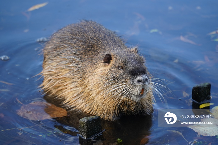 The coypu (myocastor coypus) or nutria is a large, herbivorous, semiaquatic rodent. Classified as me