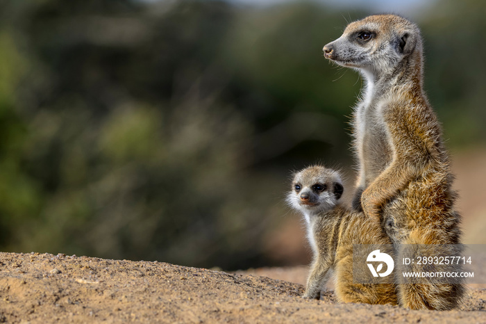 Meerkat or suricate (Suricata suricatta). Kalahari adult and juvenile. South Africa