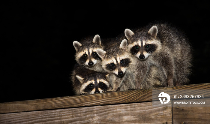 Four cute baby raccoons on a deck railing